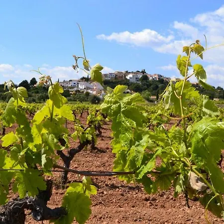 Els Cups * Sant Vicenç de Calders